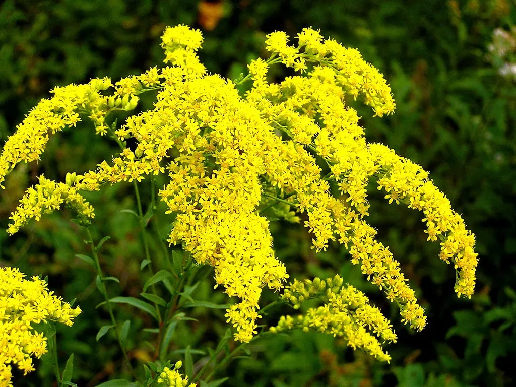 Goldenrod (Solidago) (Muffet, Flickr, CC BY 2.0)