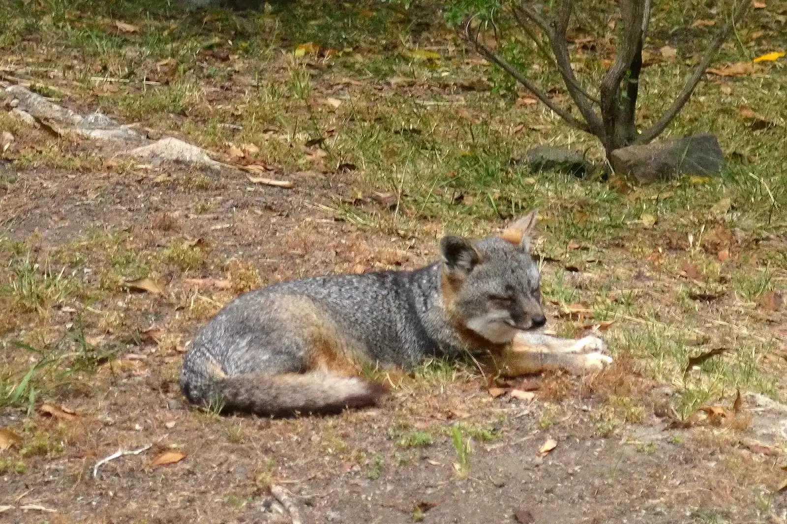 7. Island Fox (Image Credits: Wikimedia)