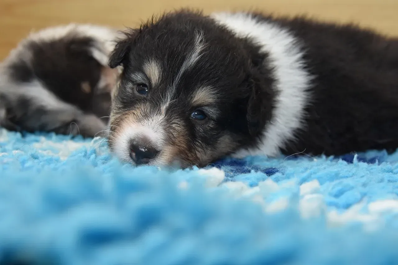 6. Shetland Sheepdog (Sheltie): The Tiny Herder Who Herds Your Heart (Image Credits: Pixabay)