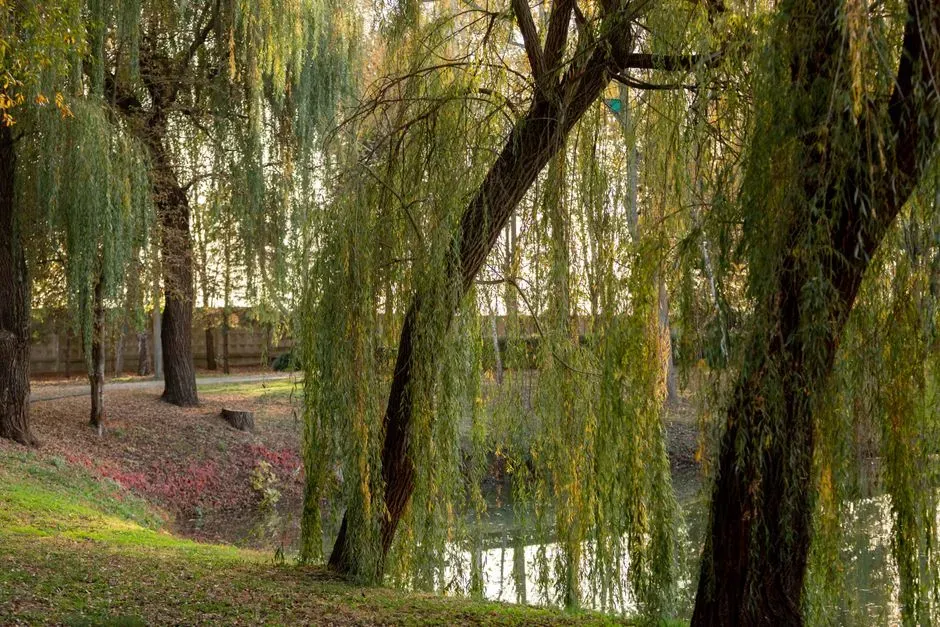 Black Willow (Image Credits: Pexels)