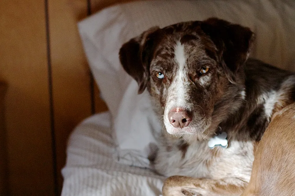 #4 - Subtle Guarding You Pretend Not to Notice (Image Credits: Flickr)