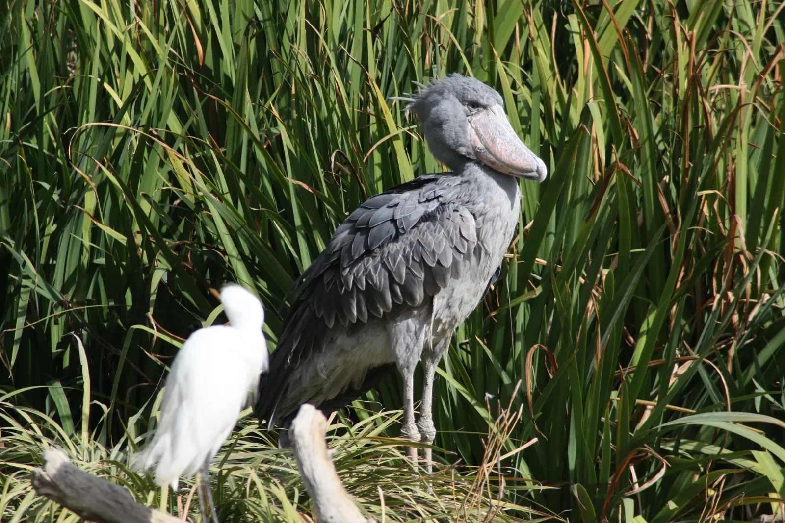 2. Taller Than Your Average Person (Image Credits: Wikimedia)