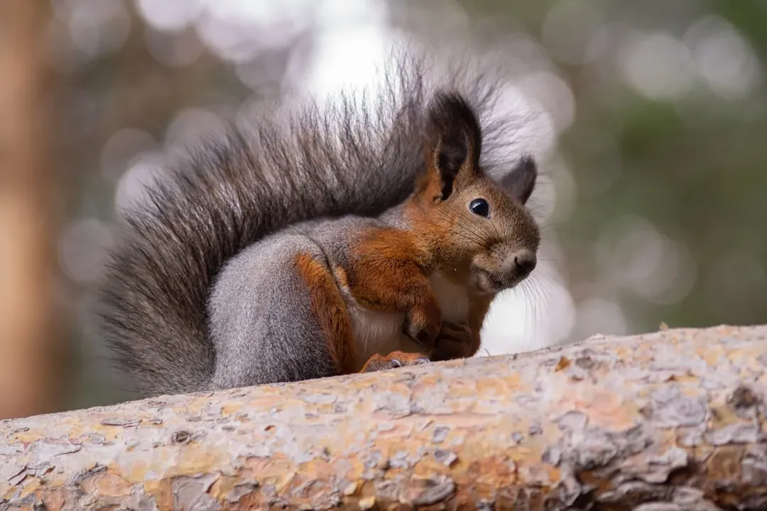 Their Tails Are Actually Full-Time Communication Devices (Image Credits: Unsplash)