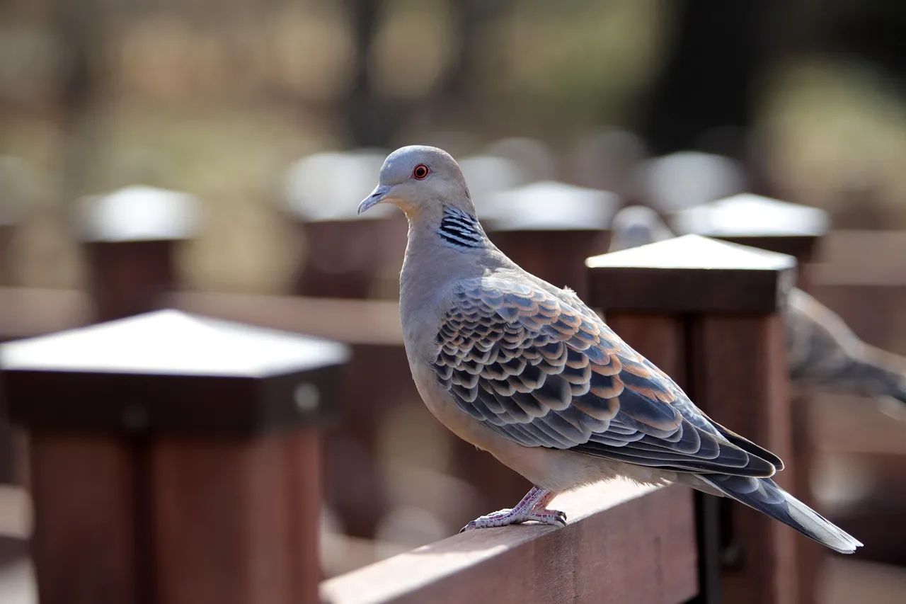 #24 - Turtle Doves Are Running Out of Time (Image Credits: Pixabay)