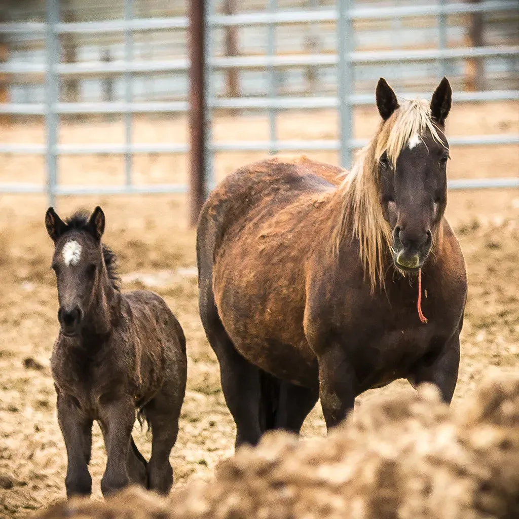 Roundups, Ranchers, and the Battle Over Public Land (BLM Oregon & Washington, Flickr, CC BY 2.0)
