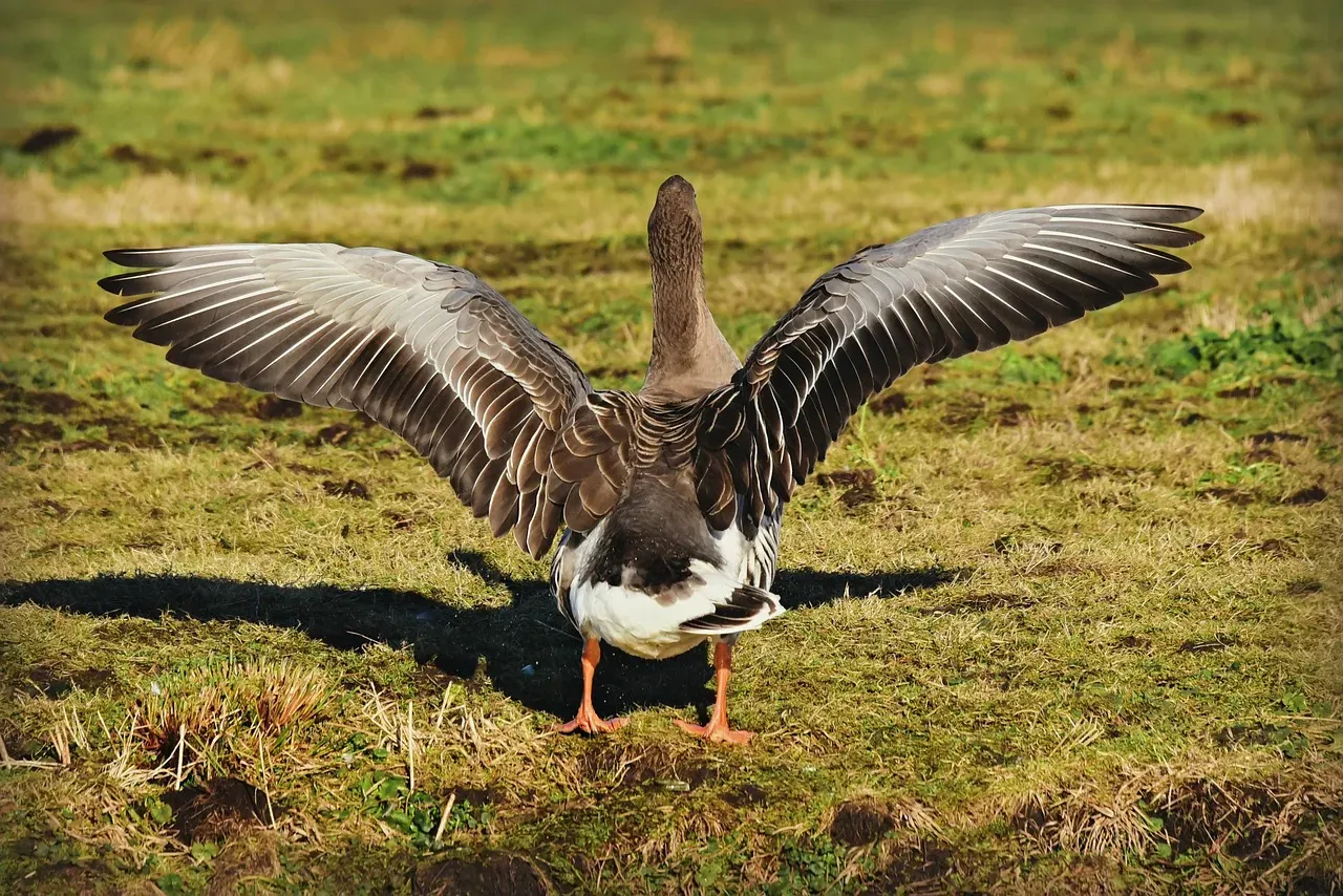 Wing Flapping: Displaying Dominance (Image Credits: Pixabay)