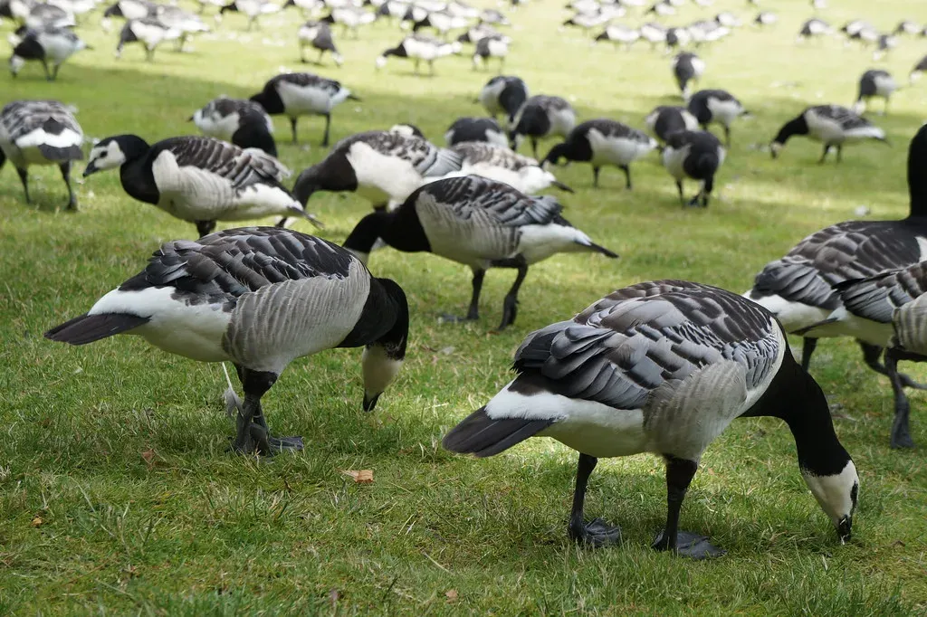 Vocalizing in Unison: Rallying the Troops (Sten J&oslash;rgen Pettersen, Flickr, CC BY-SA 2.0)