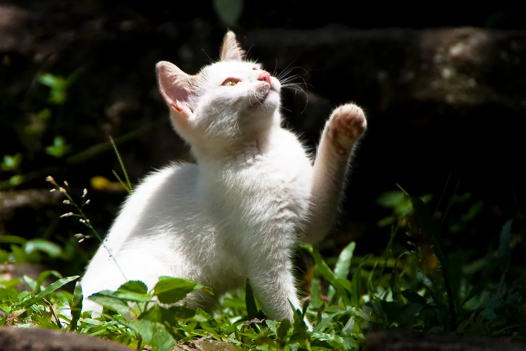 #13 - High-Energy "Naughty" Cats Get Misread as Aggressive (Hafiz Issadeen, Flickr, CC BY 2.0)