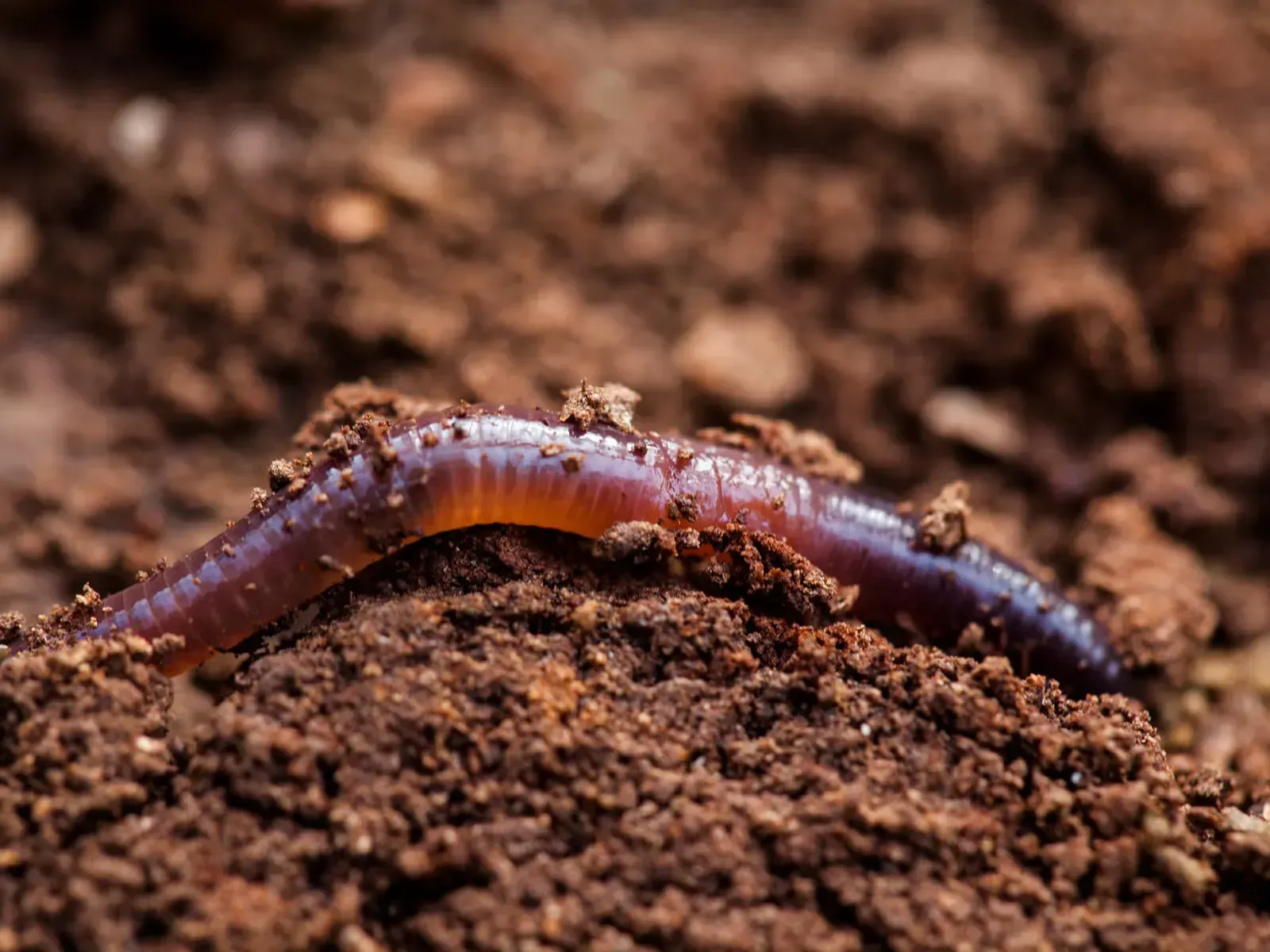 The Discovery That Stopped Scientists in Their Tracks (Image Credits: Getty Images)