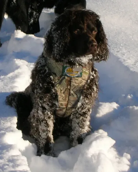 A Working Dog Through and Through (moi, CC BY-SA 3.0)