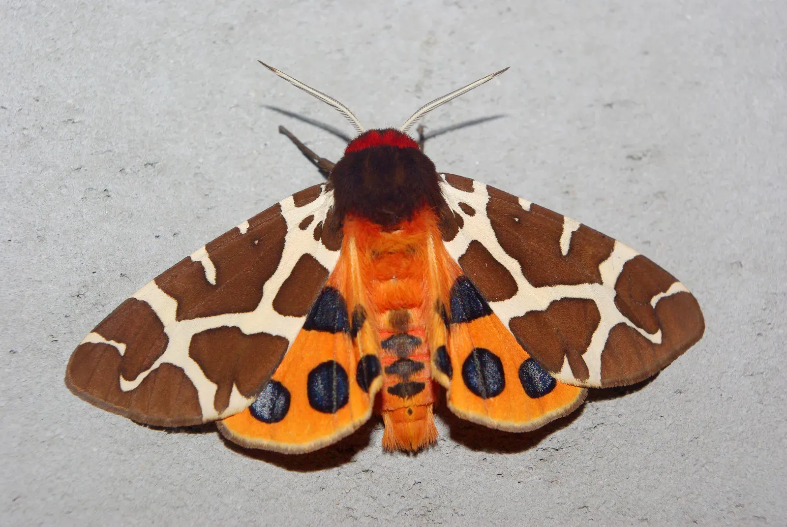 Garden Tiger Moth (Image Credits: Wikimedia)