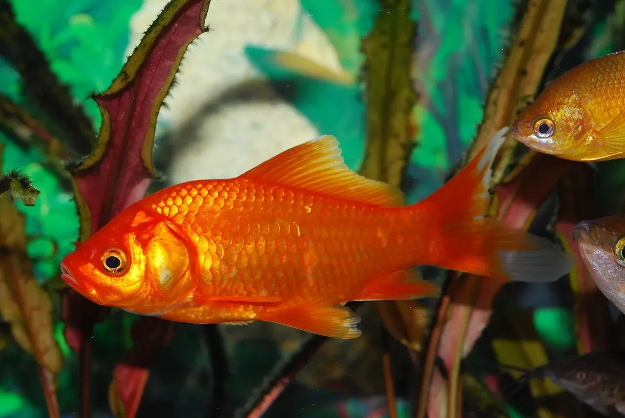 10. Goldfish (Image Credits: Pixabay)