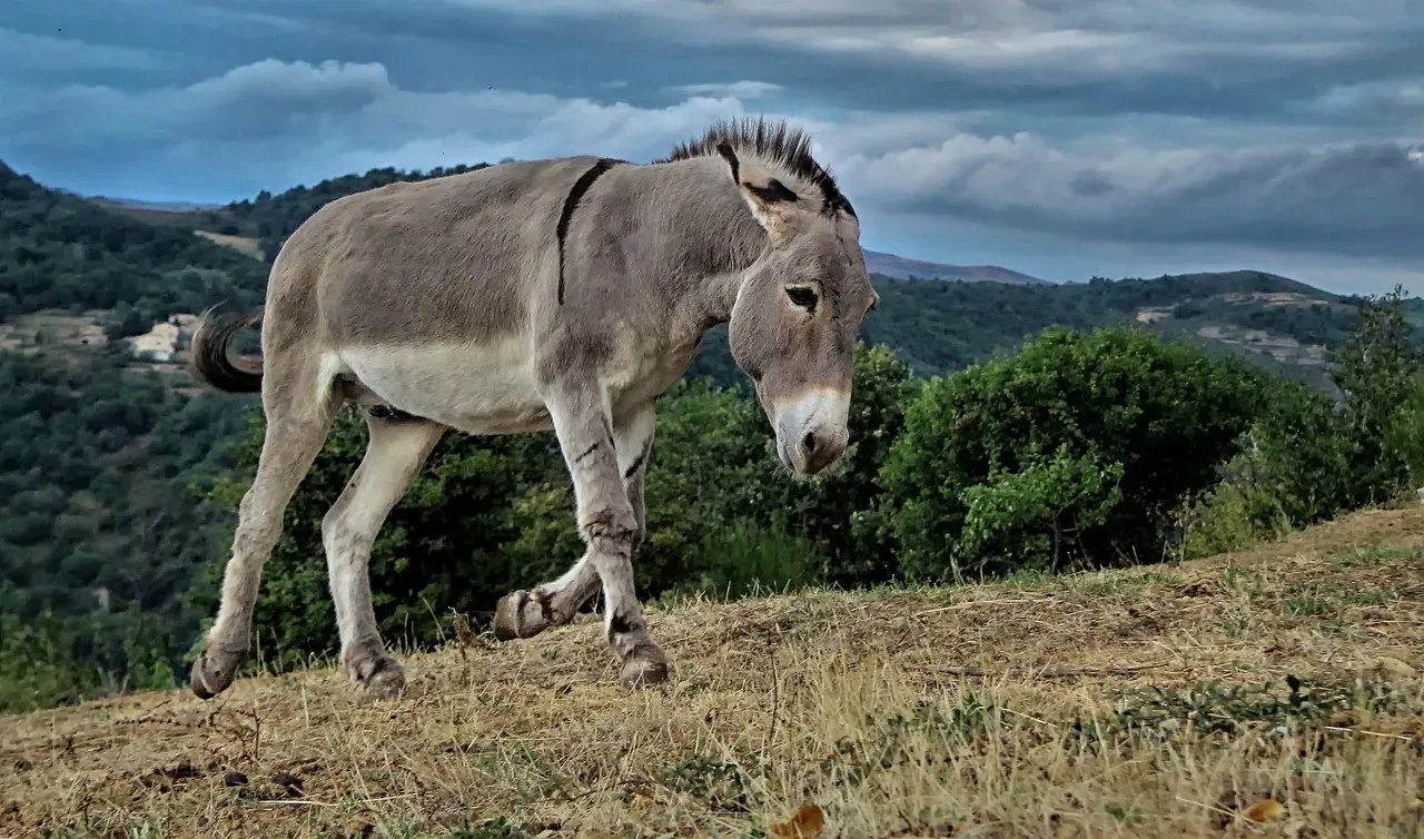 The Six UN Goals Donkeys Are Actively Supporting (Image Credits: Pixabay)
