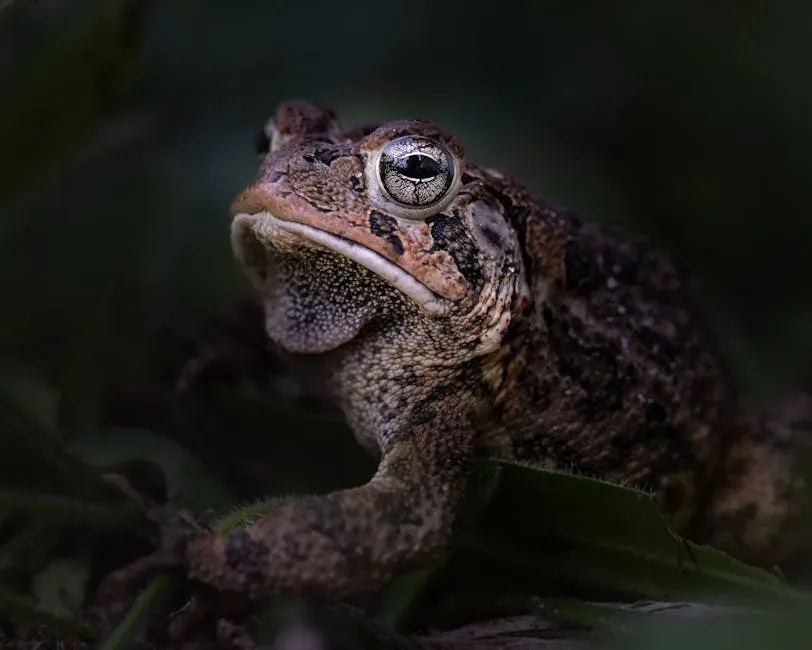The Houston Toad: A Race Against Extinction (Image Credits: Pexels)