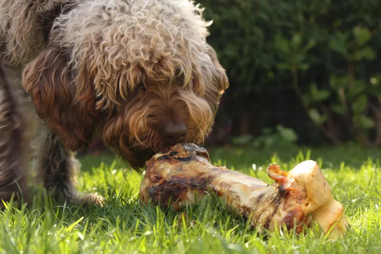 #7 - Giving Dogs Real Bones to Chew (Image Credits: Pixabay)