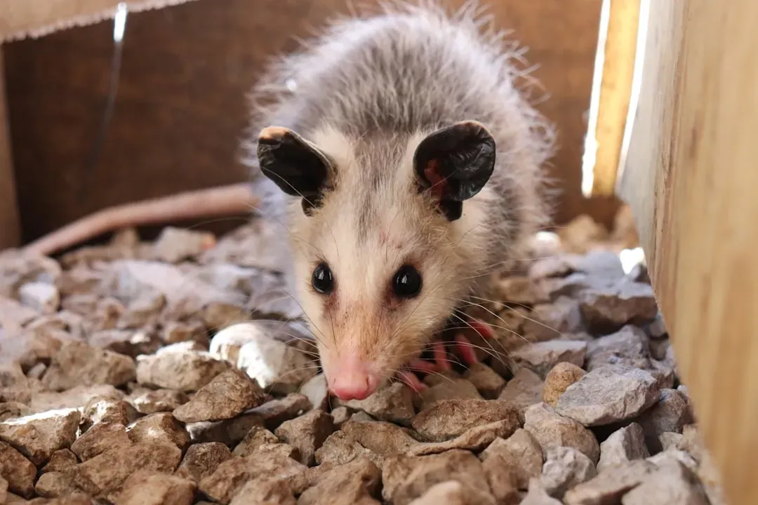 Rabies Almost Never Affects Them (Image Credits: Unsplash)