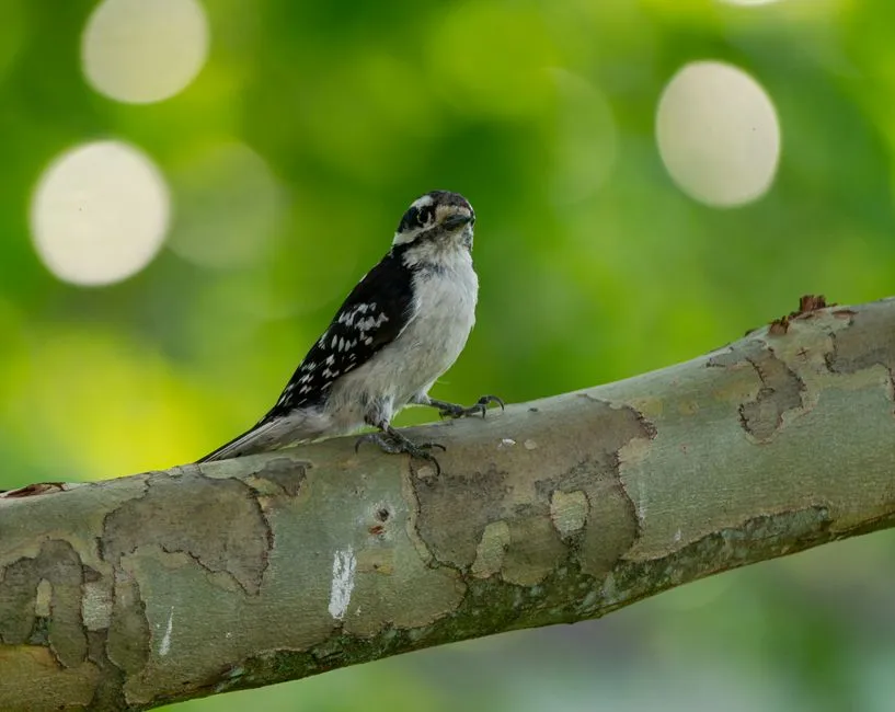#6 - Birds Are Using More Than One Layer of Your Yard (Image Credits: Pexels)