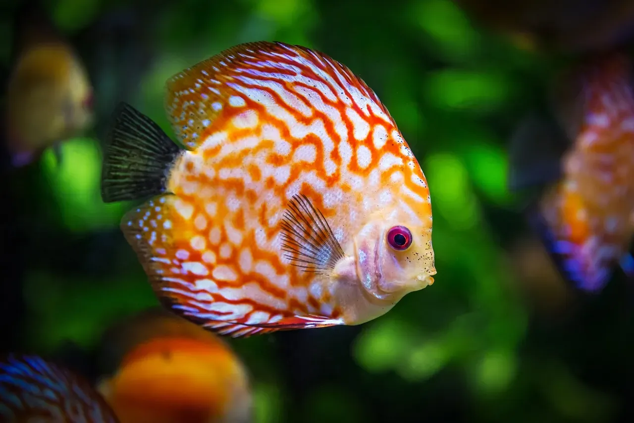 Watching Fish Can Actually Lower Your Blood Pressure (Image Credits: Pixabay)