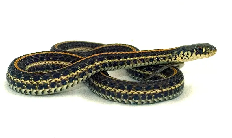 Plains Garter Snake: A Slithering Symbol of Conservation Success (By Thamnophis, CC BY-SA 3.0)