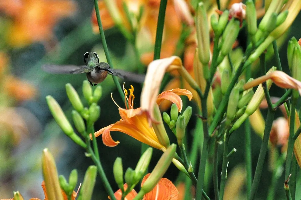 #23 - Daylilies: The Overhyped One-and-Done Bloom (jeffreyw, Flickr, CC BY 2.0)