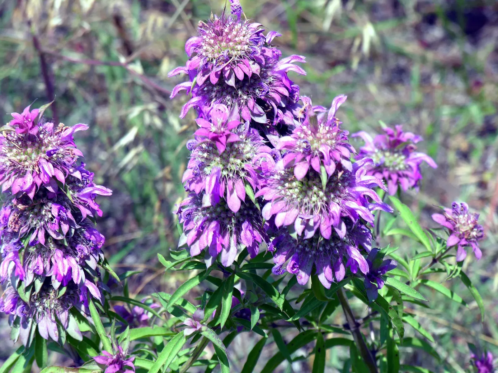 Lemon Balm: The Ancient Bee Herb (Lemon Bee Balm, Horsemint?Uploaded by Jacopo Werther, CC BY-SA 2.0)