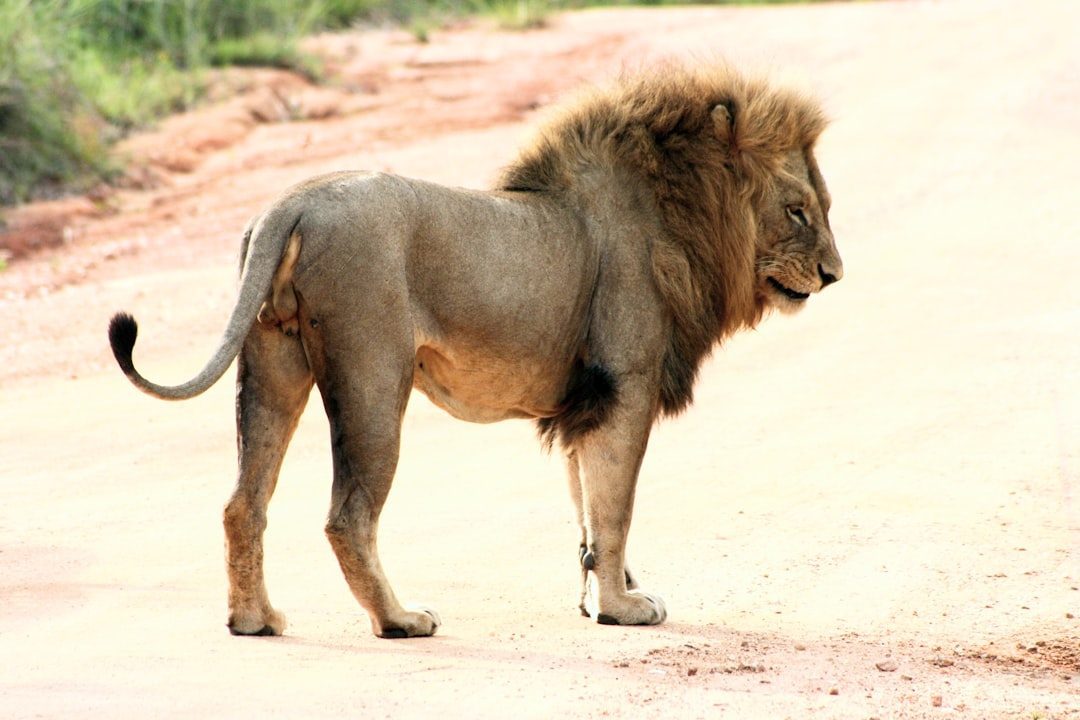 The Natural Leader: Leo's Commanding Presence (Image Credits: Unsplash)
