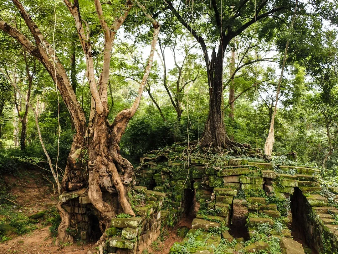 Three Strange Trees in a Prehistoric Wonderland (Image Credits: Unsplash)