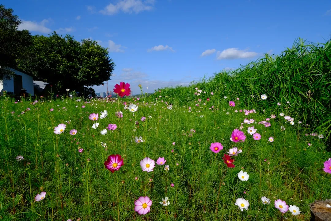 Conclusion: A Garden That Chooses Life Over Perfection (Image Credits: Unsplash)