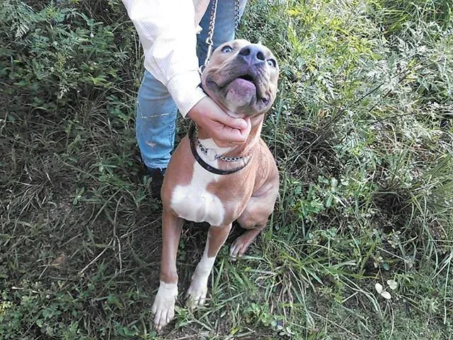 Myth 3: Pit Bulls Are Naturally Aggressive Toward Humans (Image Credits: Flickr)