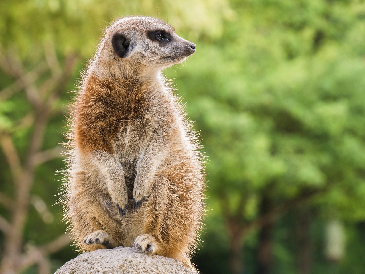 The Perpetual Mystery of Animal Consciousness (Image Credits: Pixabay)