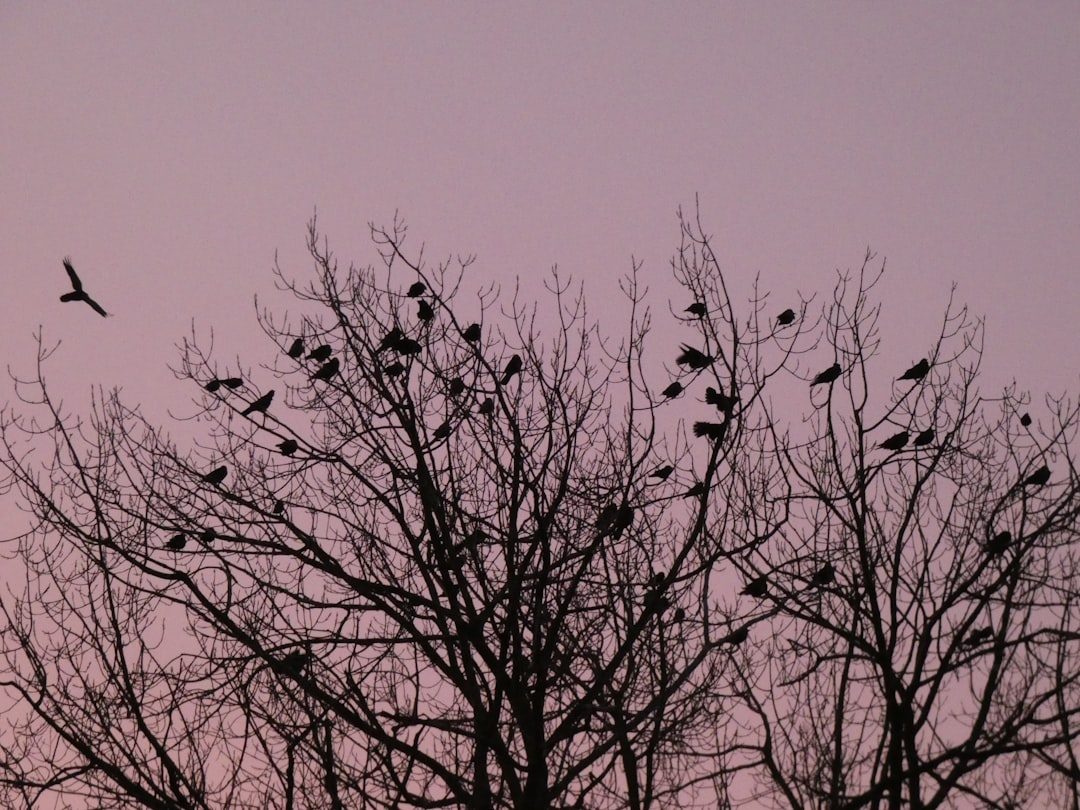 The Dawn Chorus Phenomenon (Image Credits: Unsplash)