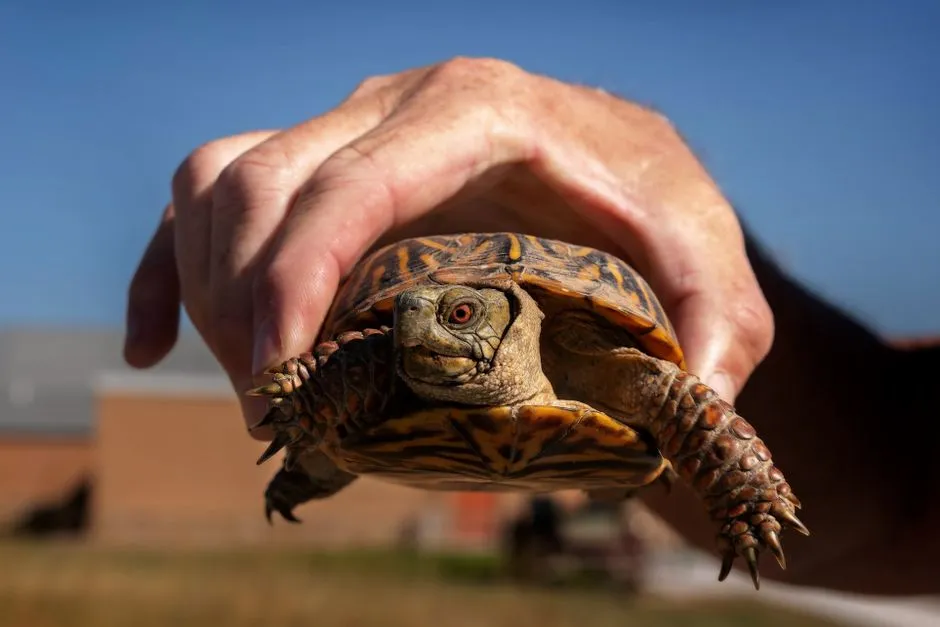 Small by design: how tiny their world really is (Image Credits: Pexels)