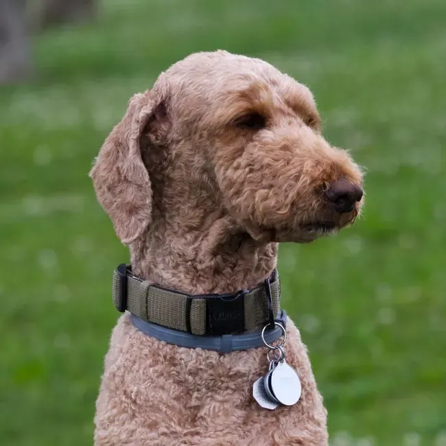 #16 - Using Only Removable Collars for ID (Image Credits: Pexels)