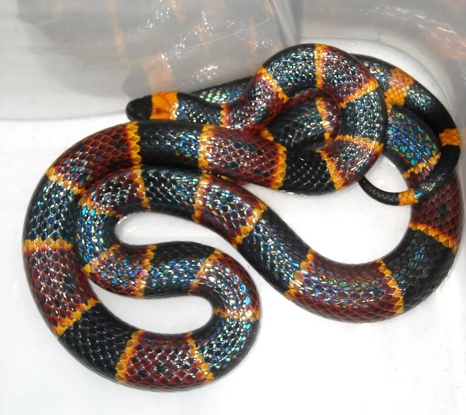 4. The Coral Snake: Small, Secretive, and Shockingly Potent (By Norman.benton, CC BY-SA 3.0)