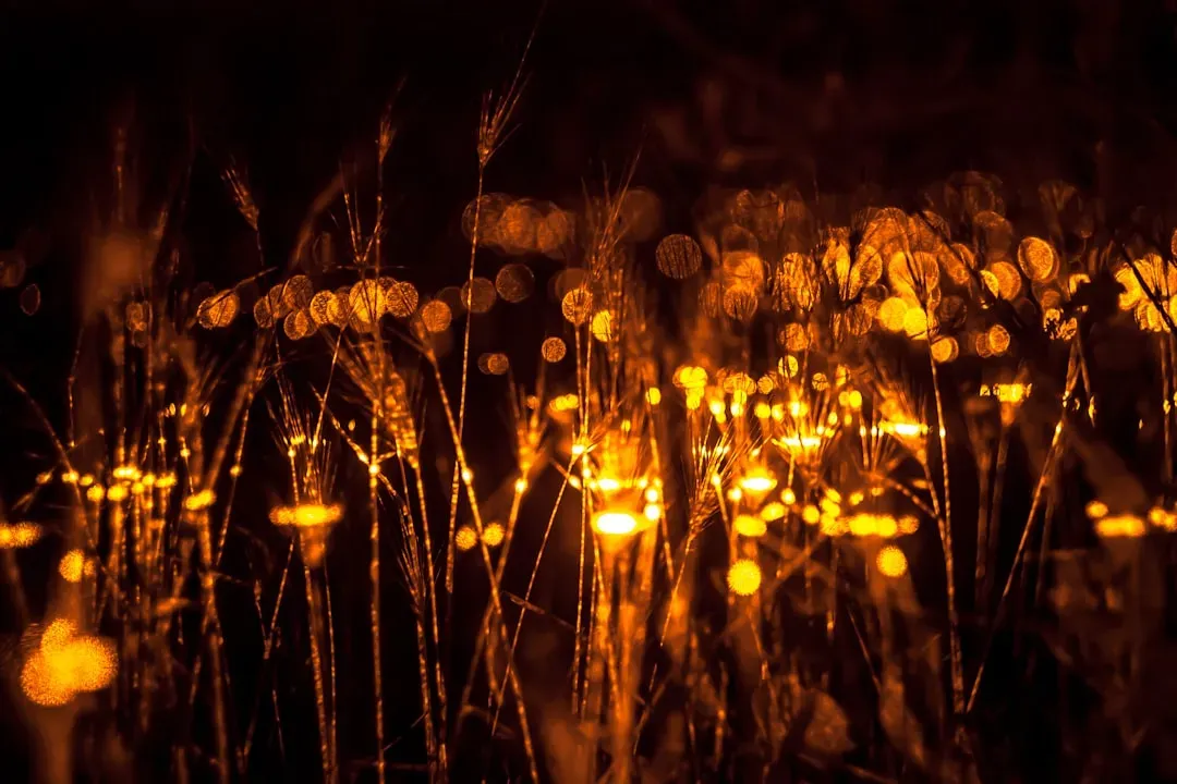 #10: Fireflies Carry Deep Cultural Meaning Across the World (Image Credits: Unsplash)