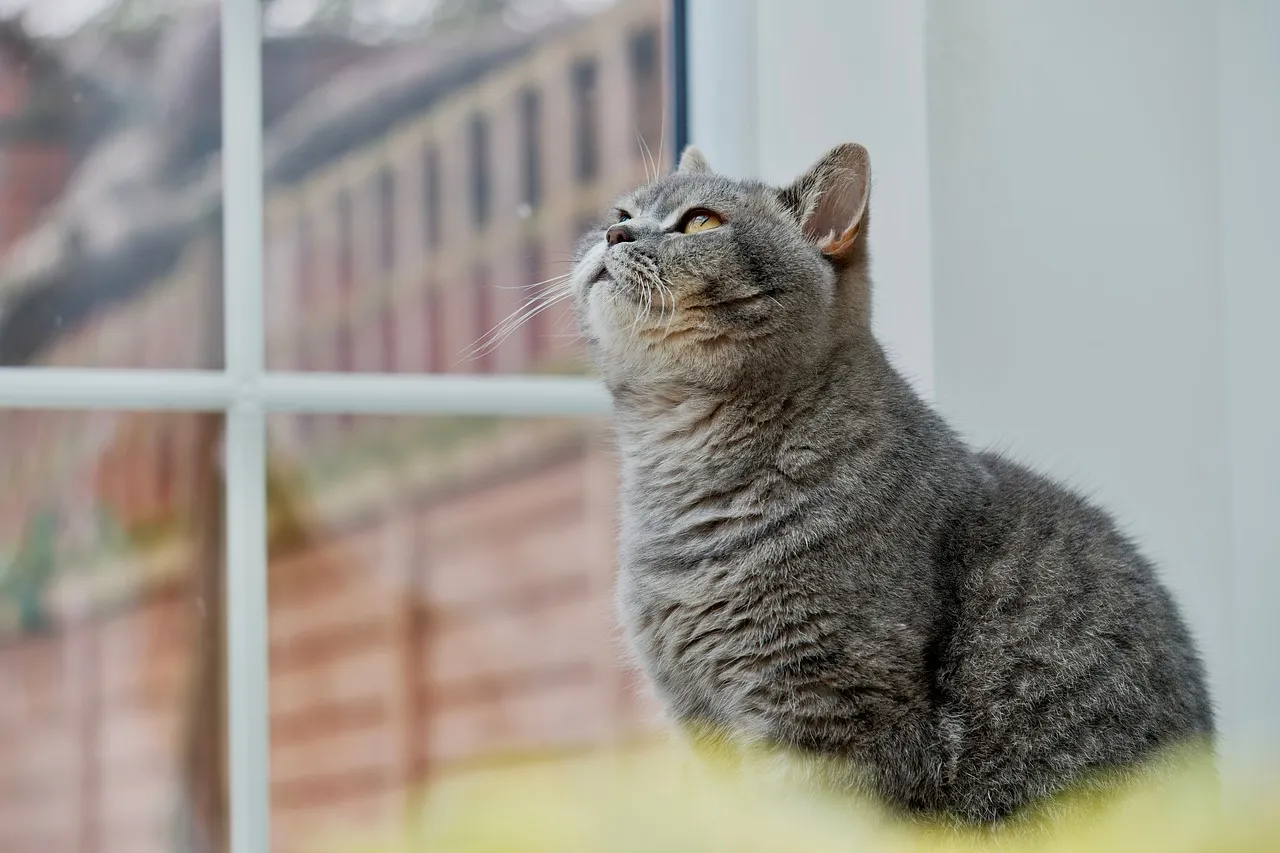 #2 - British Shorthair: Quiet, Reserved, and Instantly Low-Maintenance (Image Credits: Pixabay)