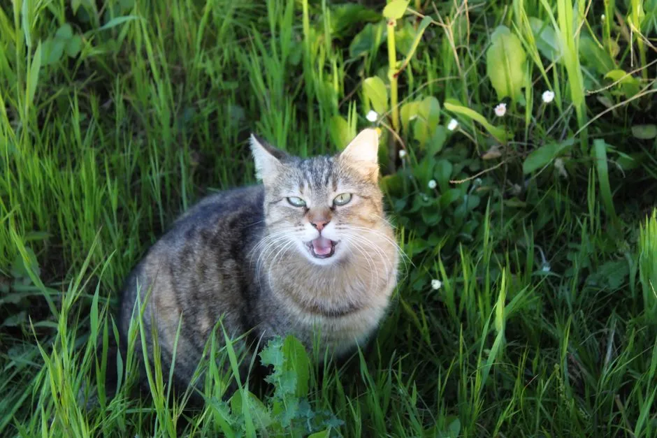 Why Some Cats Blink Slowly and Others Just…Stare (Image Credits: Pexels)