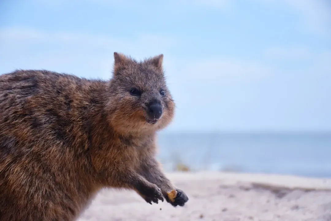 1. The Quokka: Australia's Eternally Smiling Marsupial (Image Credits: Unsplash)
