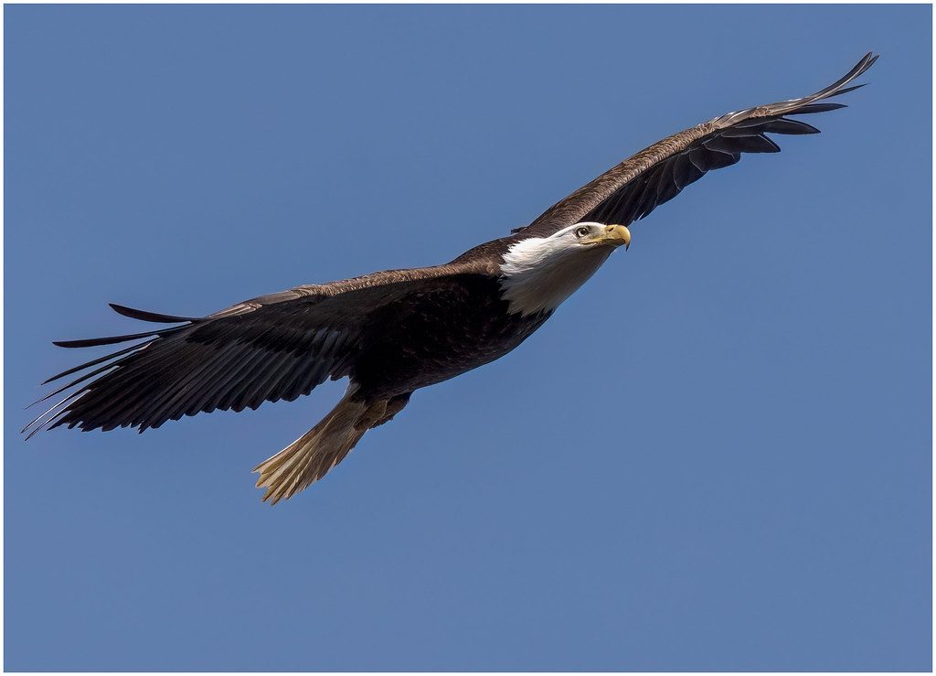 The Soaring Eagle: Vision and Spiritual Power (Image Credits: Flickr)
