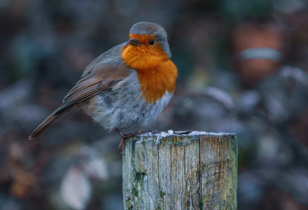 What You Can Do to Help Overwintering Robins (Image Credits: Unsplash)