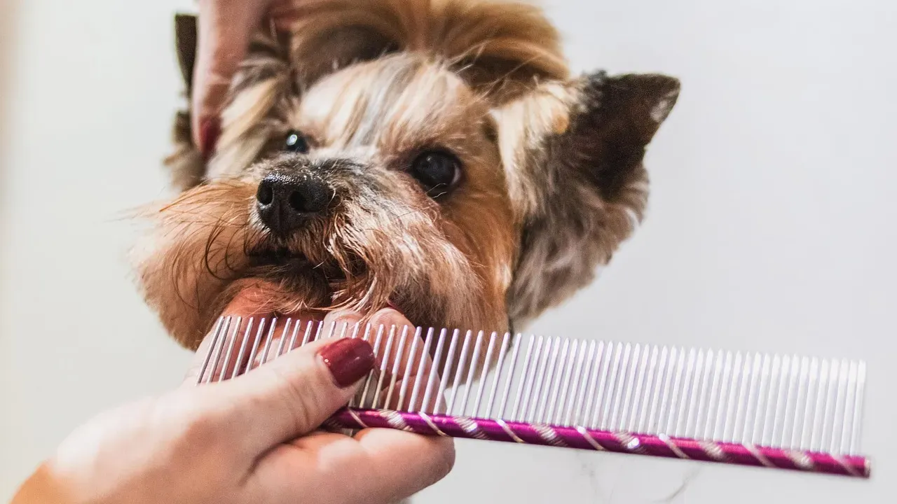 Skipping The Pre-Bath Brush (Image Credits: Pixabay)