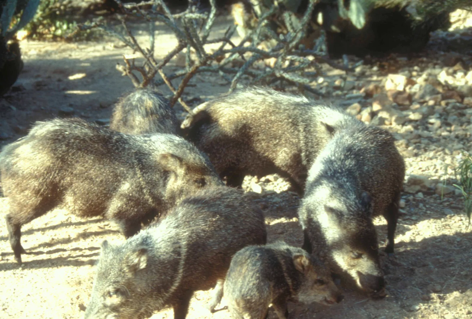 A tighter map than the myths suggest (A group of adult and juvenile javelinas, Public domain)