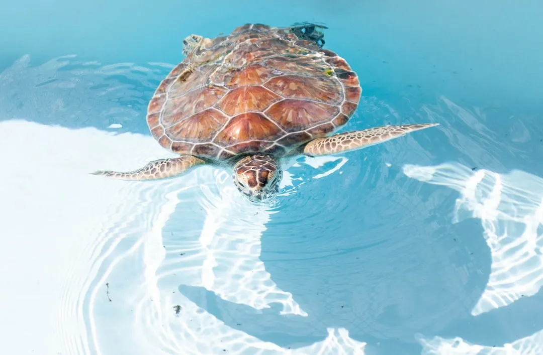 #10 &ndash; No Fear of Predators or Obvious Danger (Image Credits: Unsplash)
