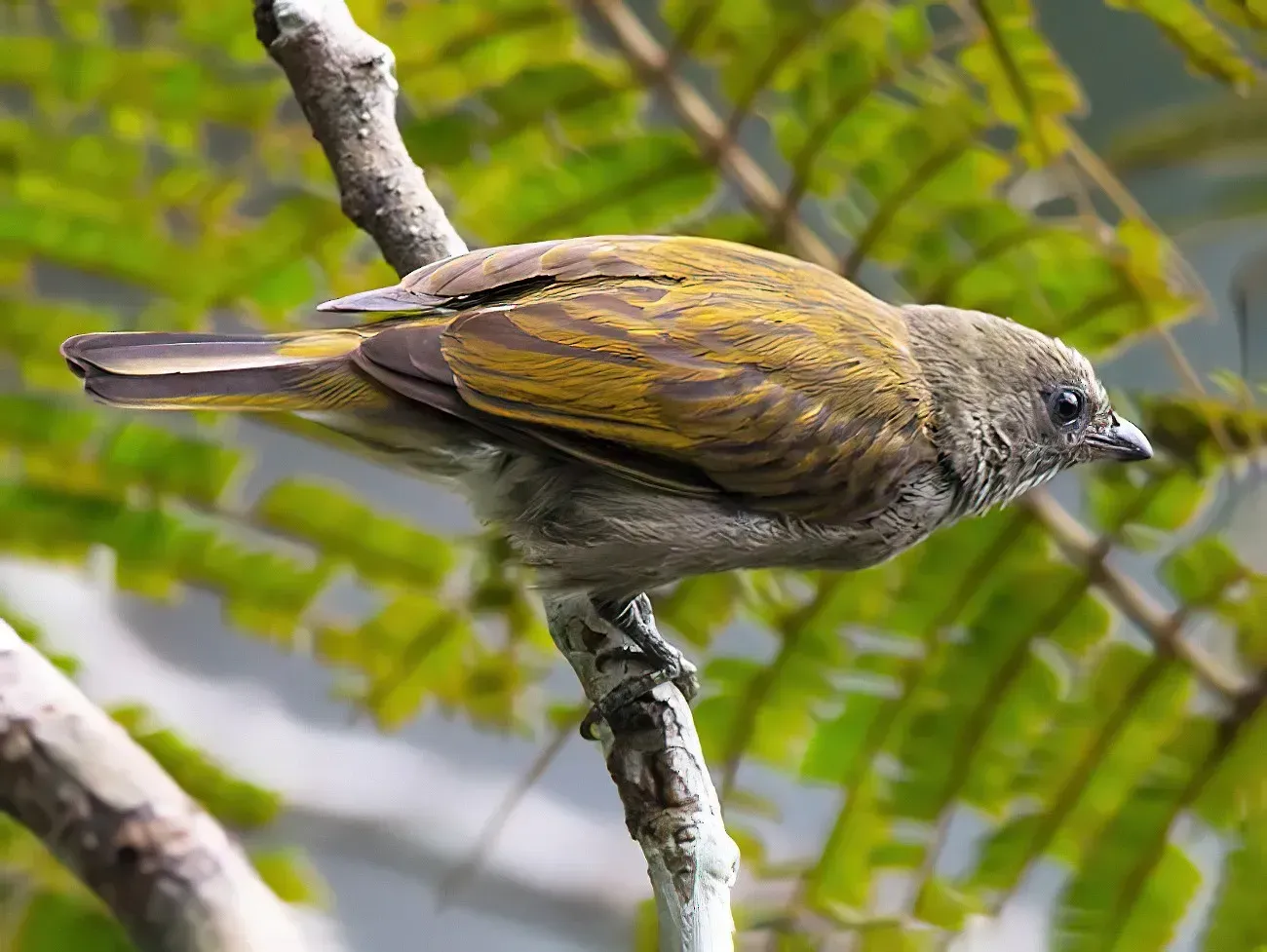 Conclusion (Image Credits: Source: https://cdn.download.ams.birds.cornell.edu/)