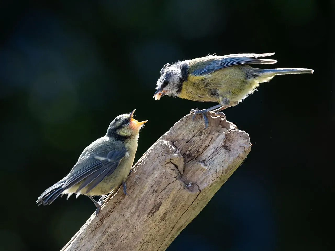 7. Site Fidelity: When the Same Bird Comes Back Year After Year (Image Credits: Pixabay)