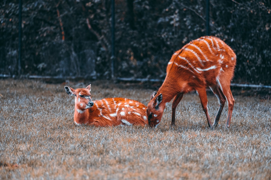 Animals Follow Universal Behavioral Algorithms Regardless of Species (Image Credits: Unsplash)