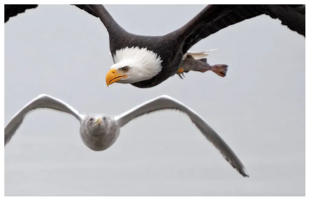 They're Not Above Stealing Food (Image Credits: Flickr)