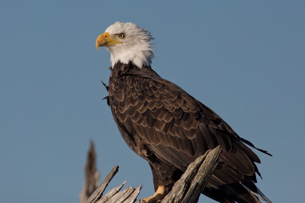 Conclusion: A Conservation Triumph Worth Celebrating (Image Credits: Flickr)