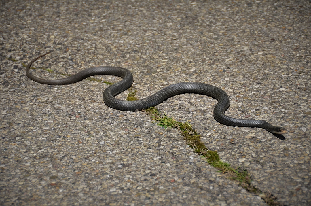Snakes and the Underground Warning System (Image Credits: Unsplash)