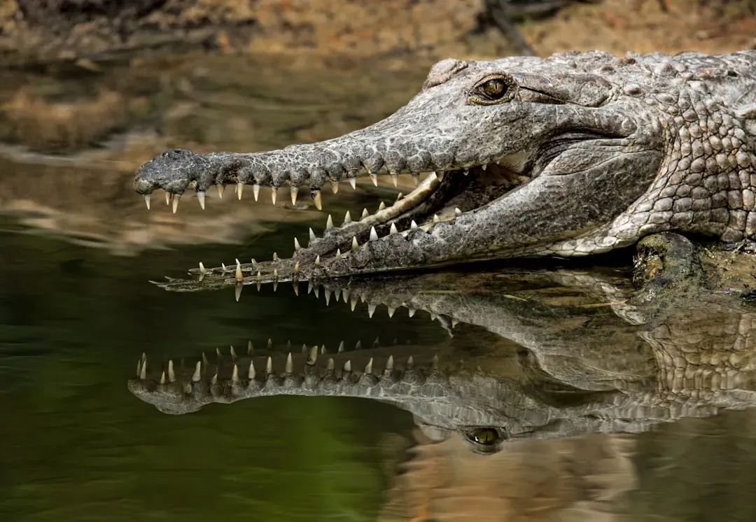 Leo: The Majestic Crocodile (Image Credits: Unsplash)